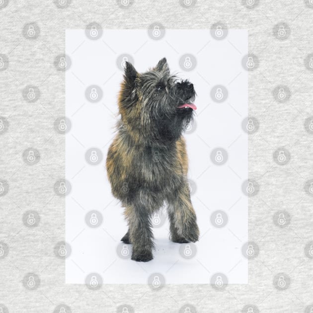 Cairn Terrier by Avalinart